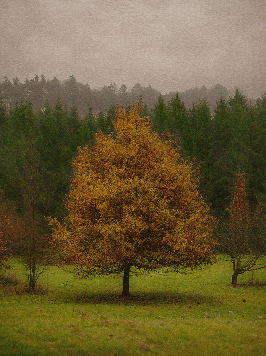 Garden and Trees, Cerces, magenta